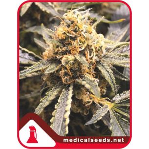 RECOVERY CBD FEM X3+2-MEDICAL SEEDS